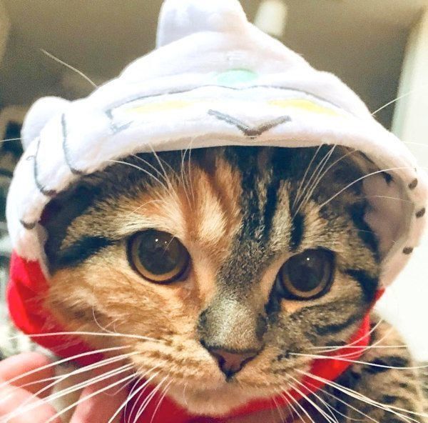 マンチカンのジミンちゃん