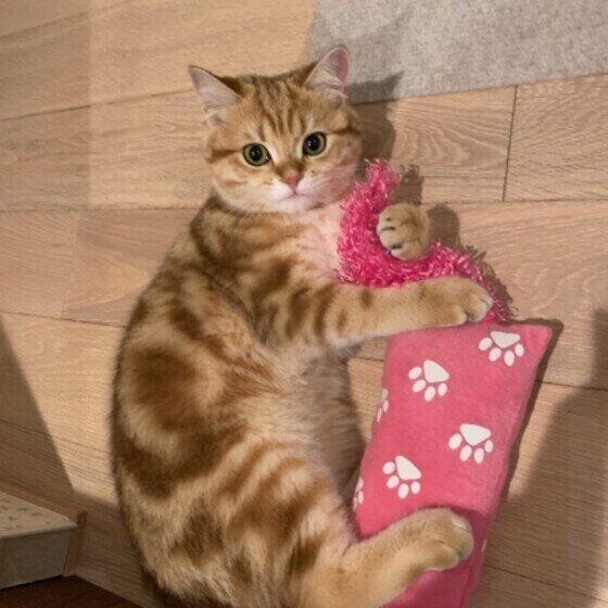 ブリティッシュショートヘアのレオくん