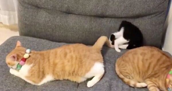 ソファの隙間にジャストフィットするむーくん