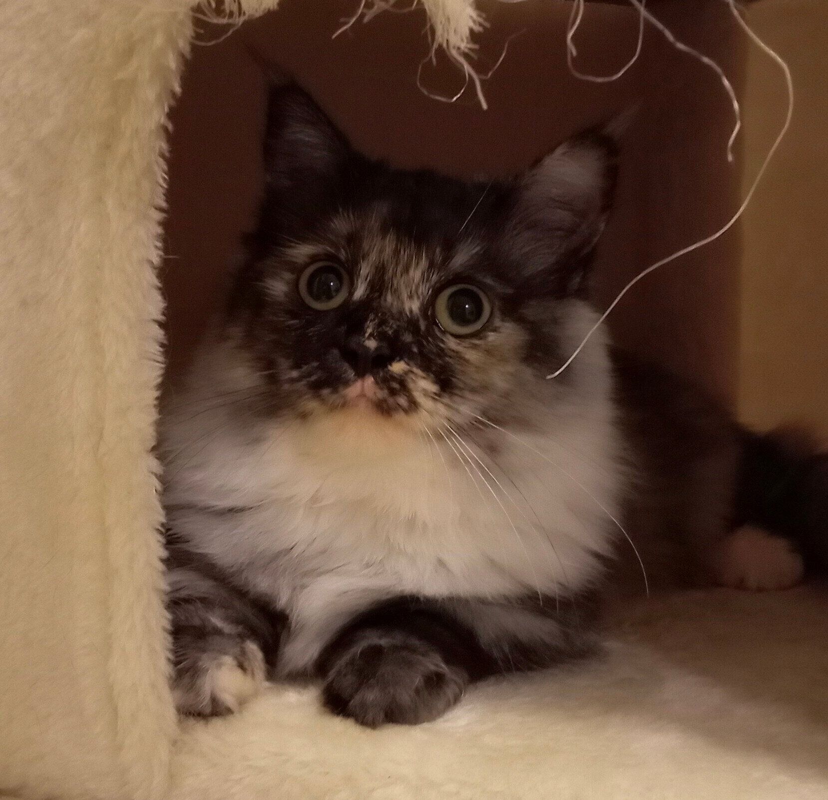 キュルキュルの目が可愛い子猫時代のエアちゃん