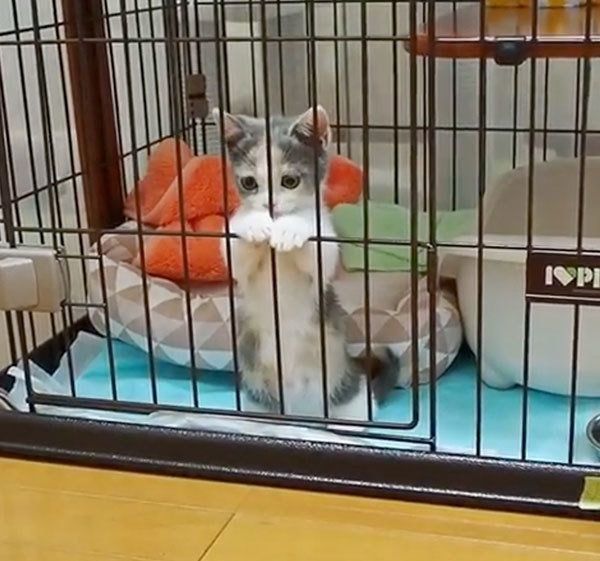 見つめるマンチカン