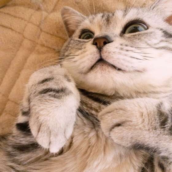 くつろぐアメリカンショートヘア