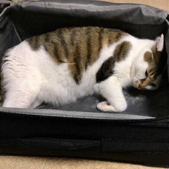 スーツケースに入るMIXキジトラのチップくん