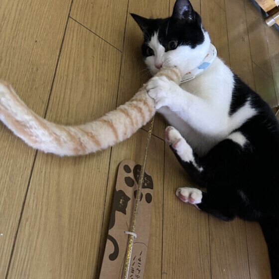 日本ネコ　新しいおもちゃ