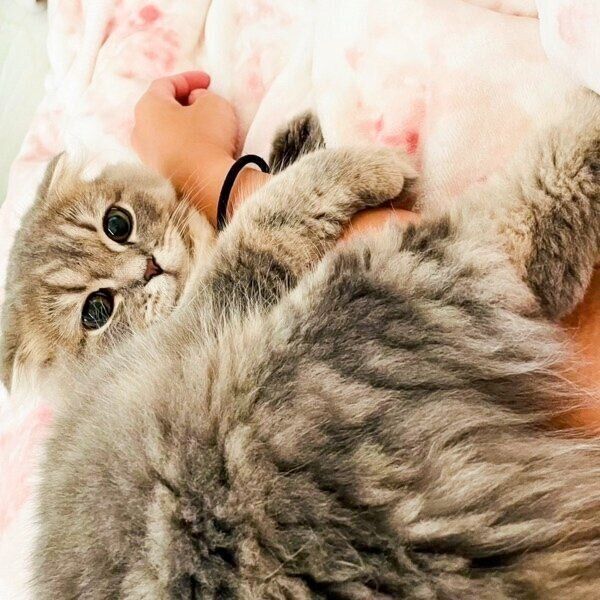 飼い主さんに腕にからみつくつくねくん