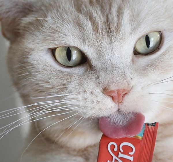 ちゅーるを食べる猫