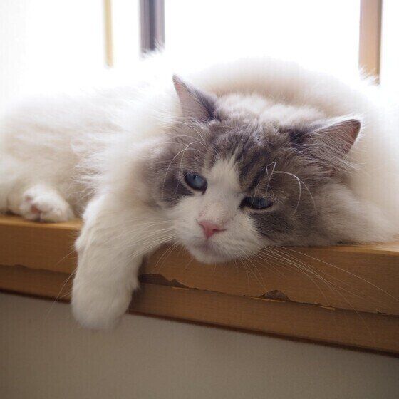 くつろぐラグドール