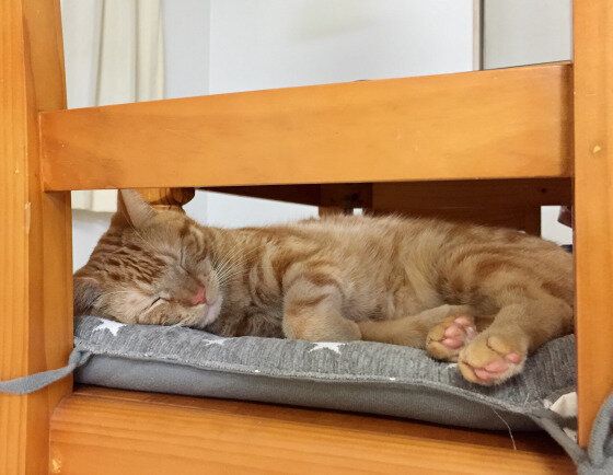 眠るアメリカンショートヘア