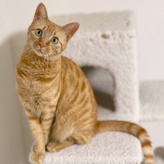 ポーズを決める茶トラのももちゃん