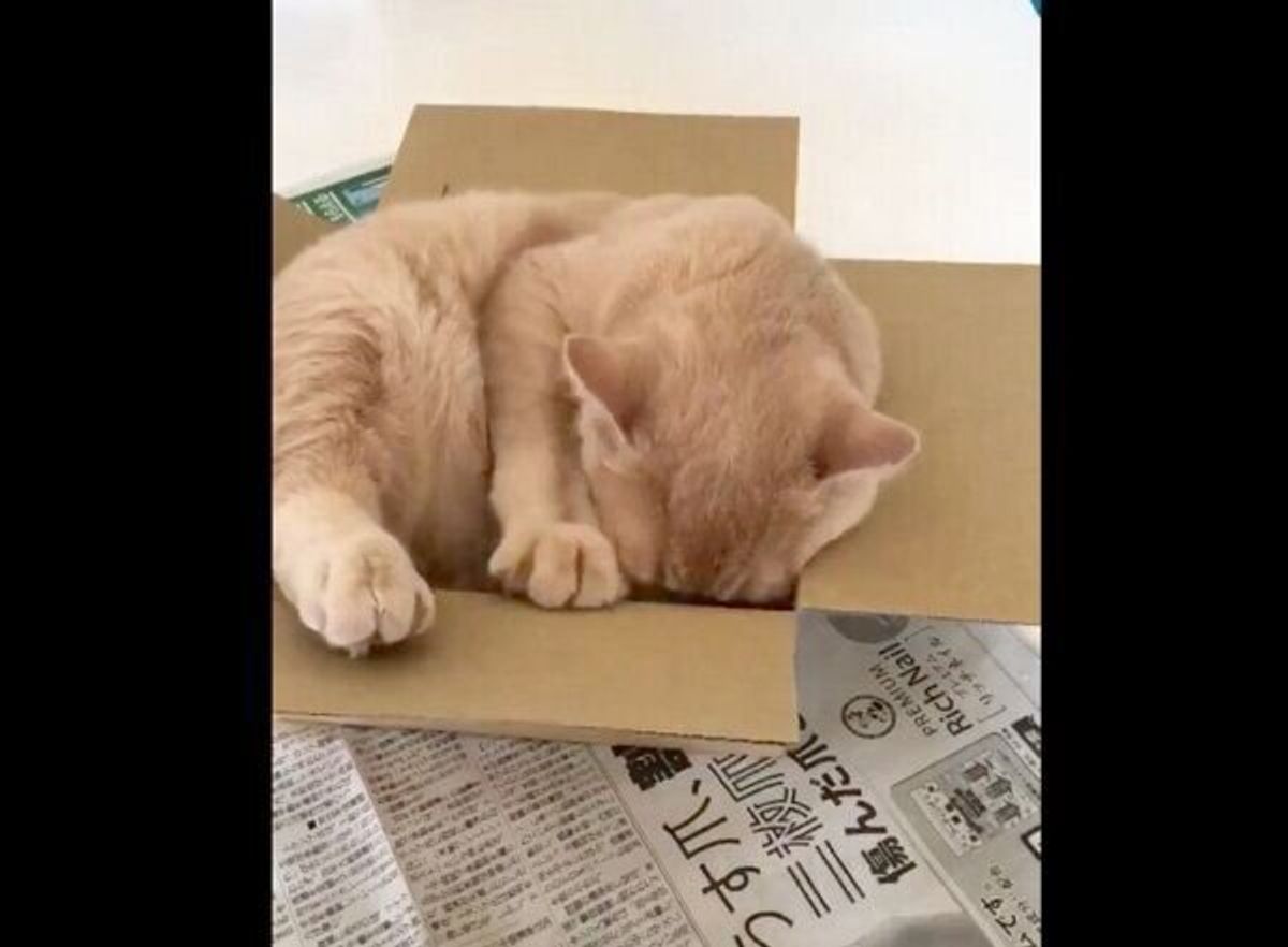 ヤバい かわいい 自分の成長を自覚していない猫 箱に収まろうとするが ねこのきもちweb Magazine ヤバい かわいい 自分の成長を自覚していない猫 箱に収まろうとするが ねこのきもちweb Magazine