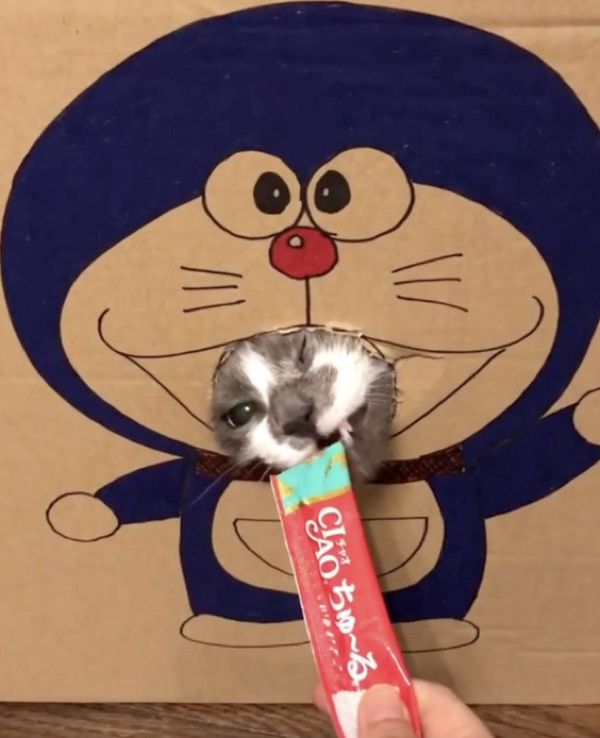 ちゅ〜るを食べる猫