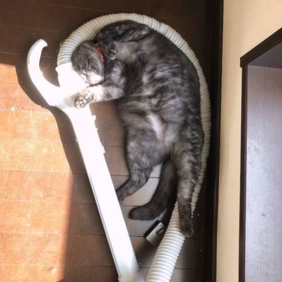 MIXグレー・あかねちゃん・お昼寝