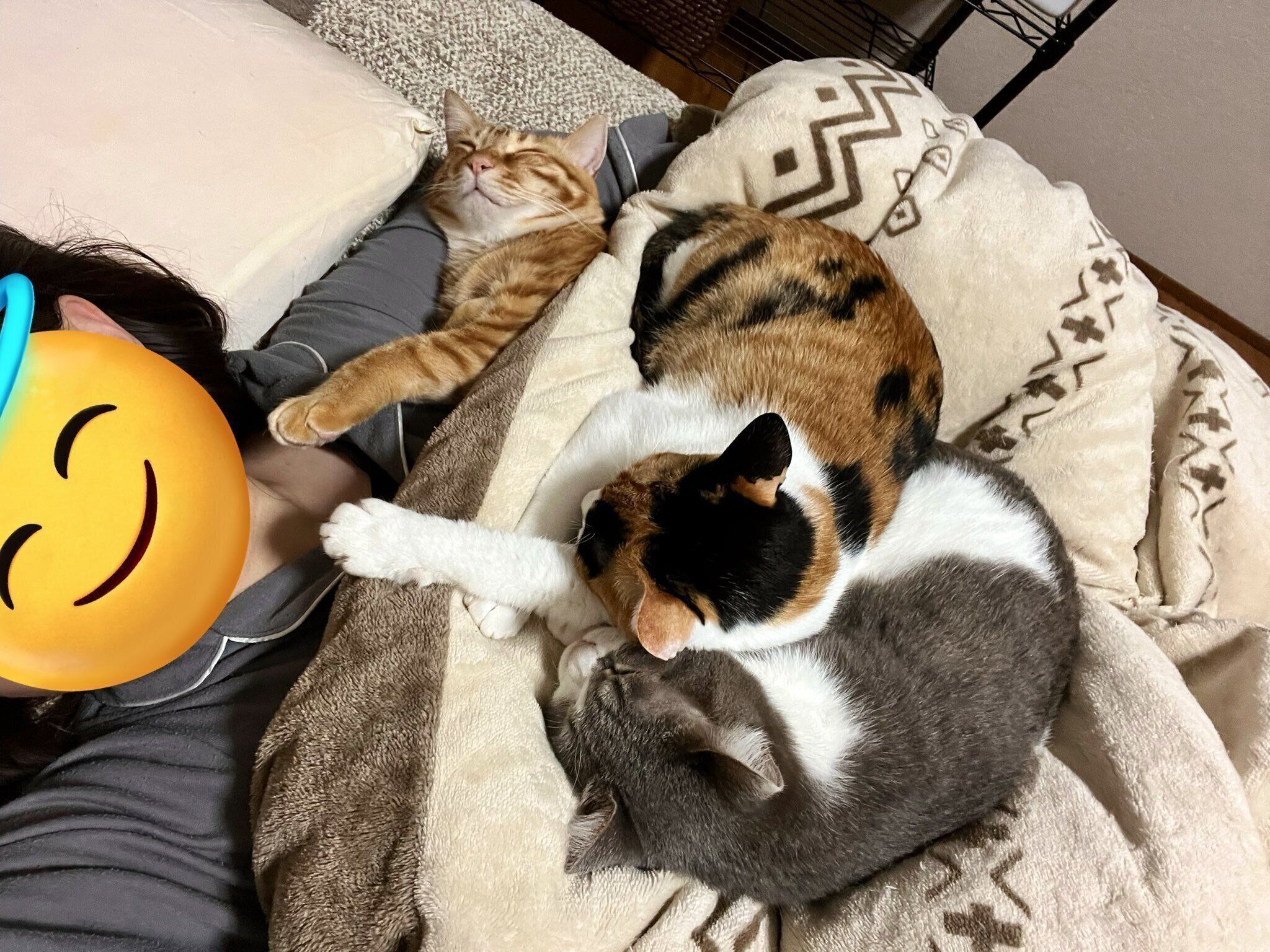 飼い主さんにくっついて眠る猫たち