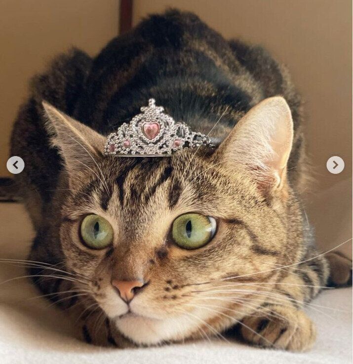 セリアのティアラ