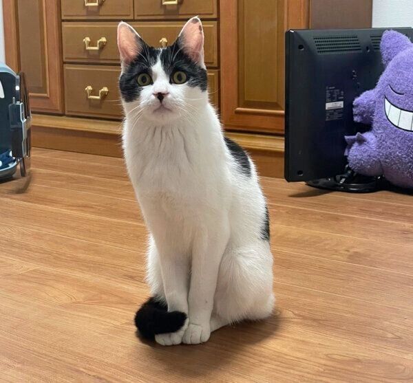 見つめるむすびくん