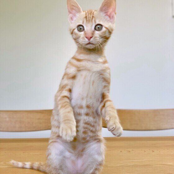 茶トラ猫のももちゃん