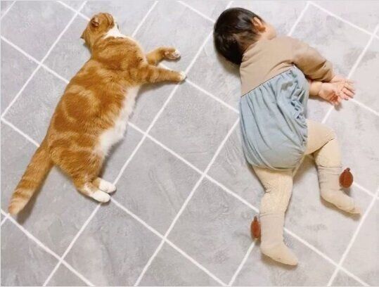 赤ちゃんと菊丸くん