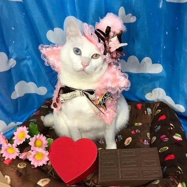 オシャレな美人さんの坂ロマリーちゃん