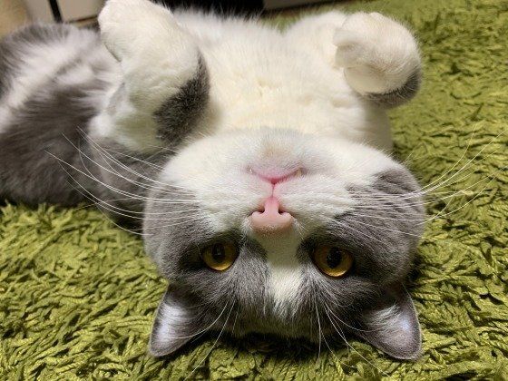 見つめるブリティッシュショートヘア