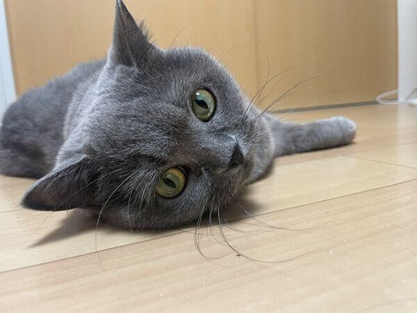 寝転がるおはぎちゃん