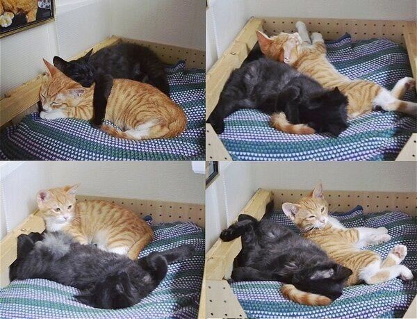 子猫時代のチャボくんとスミちゃん