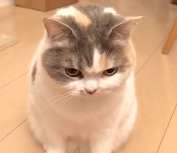 おもちゃを選んで持ってきたねね子ちゃん