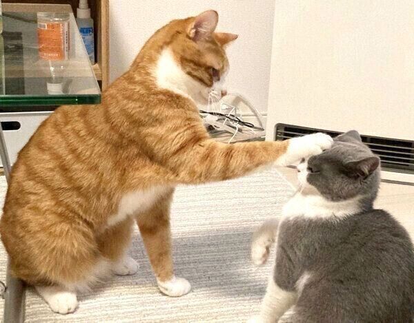 いなりくんとおそばちゃん