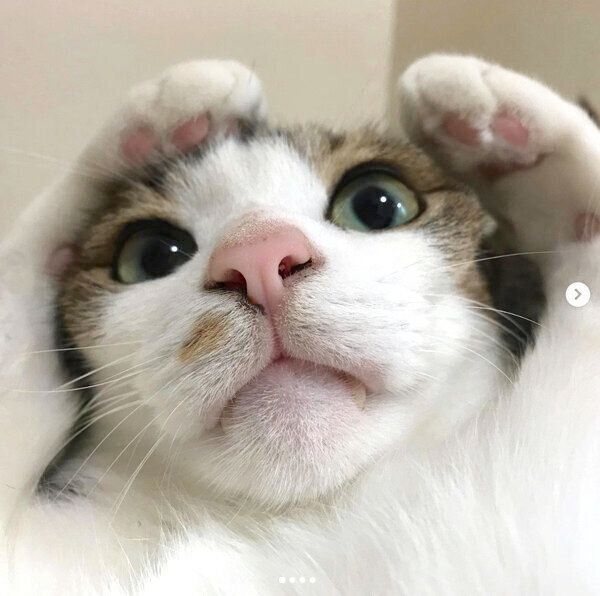 可愛らしいポーズをするマイレくん