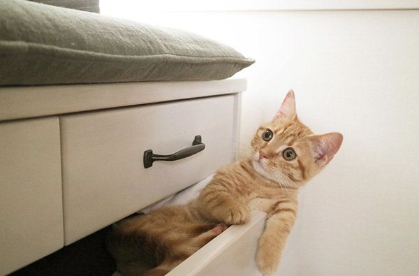 タンスに入るマンチカン