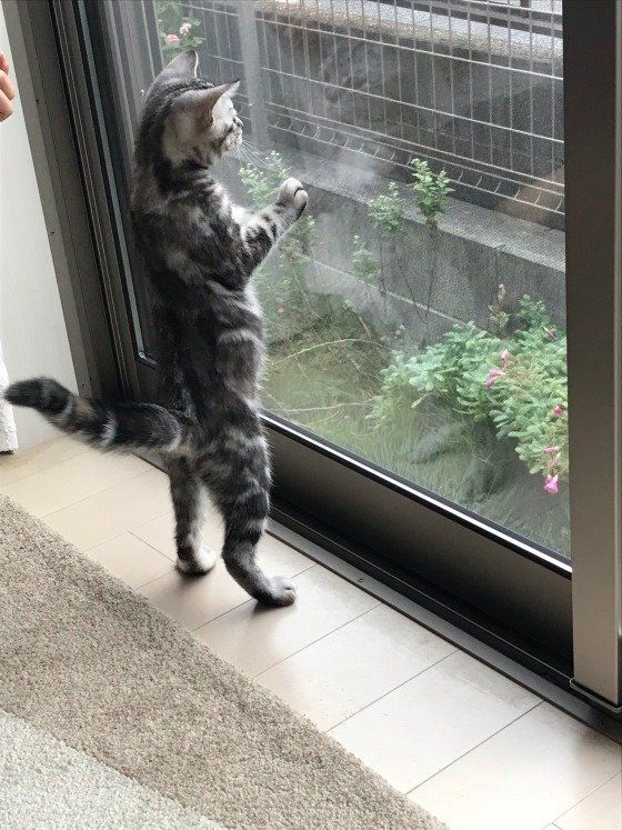 外を眺めるめいちゃん