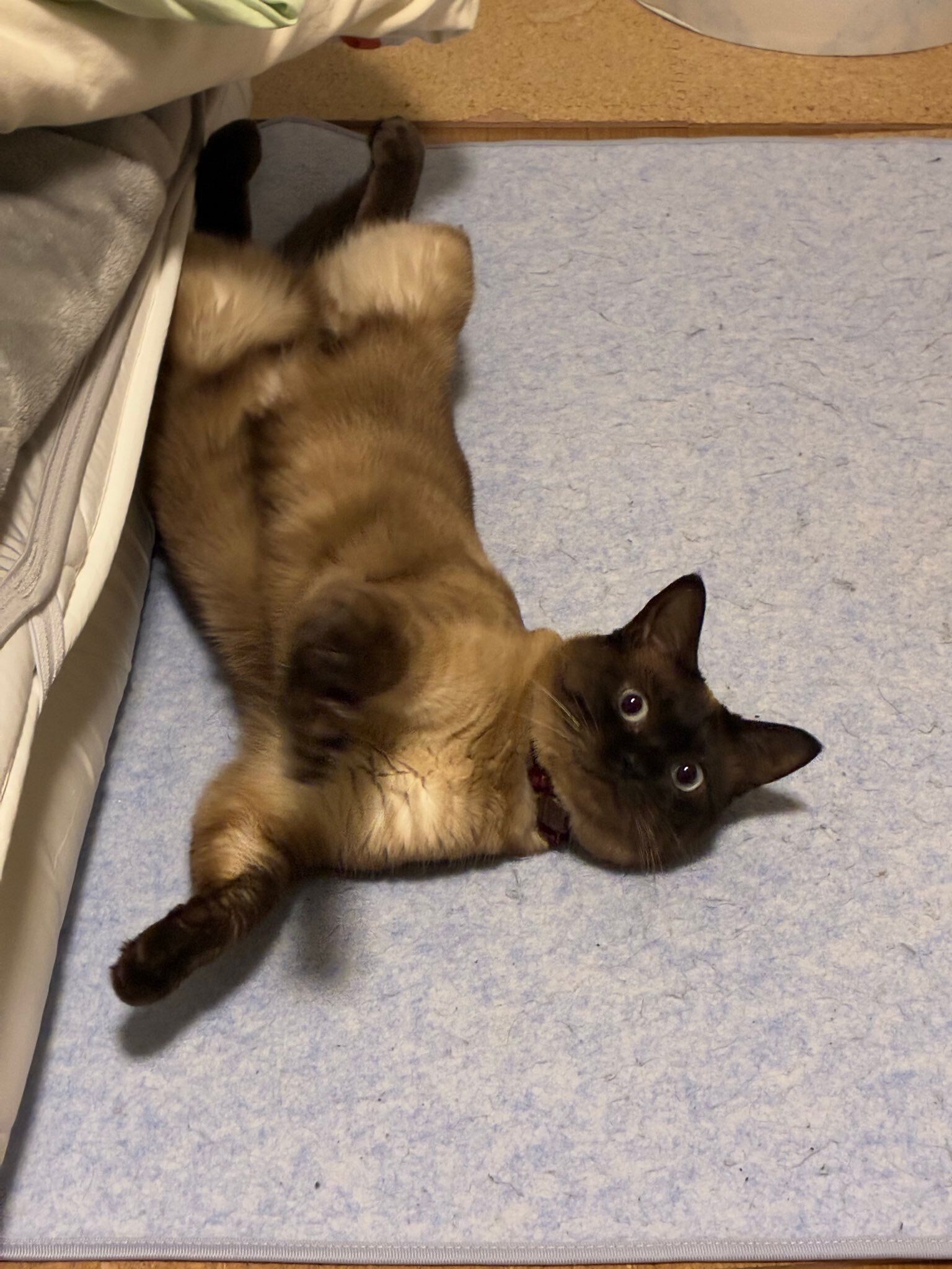 仰向けになって飼い主を見る猫