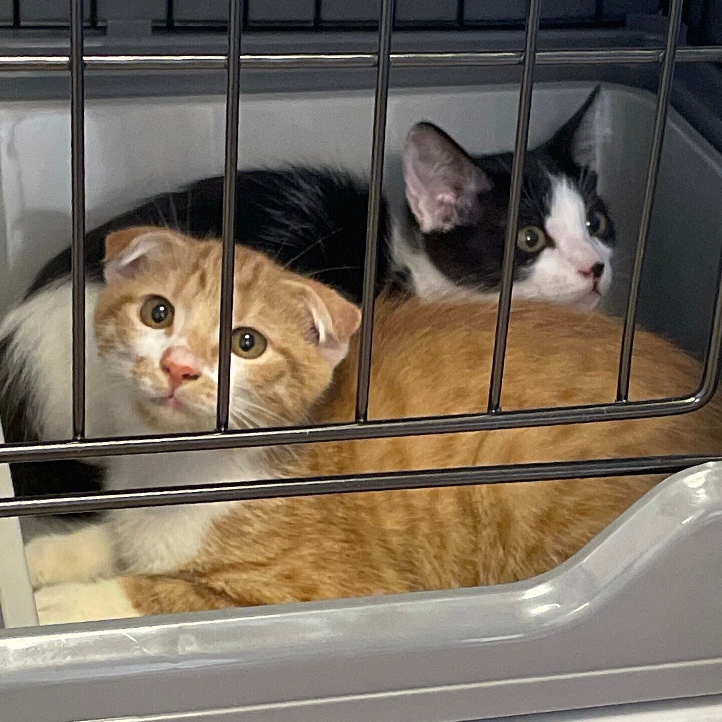 ぺぺくん、ポポちゃん