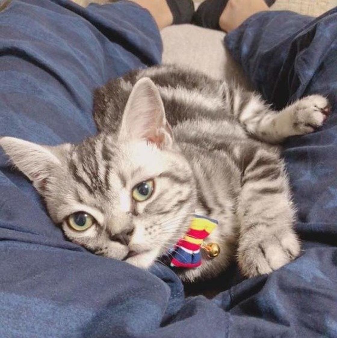 猫様の下僕になってる と思う瞬間を調査 すごいエピソードの数々が ねこのきもちweb Magazine 猫様の下僕になってる と思う瞬間を調査 すごいエピソードの数々が ねこのきもちweb Magazine