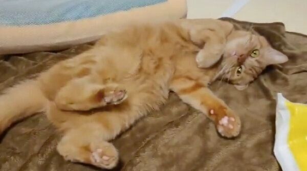 寝転がる番長くん