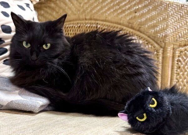 「なつかない猫」と2ショットのスミちゃん