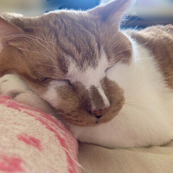 枕で寝る茶白猫