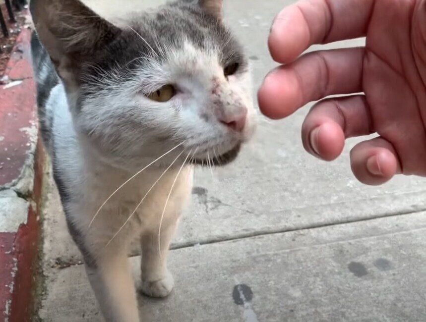 手に頬ずりする野良猫