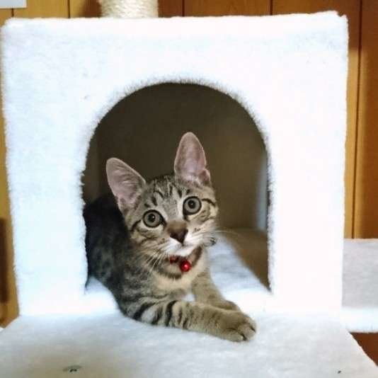 赤い鈴つけてペットハウスにいるあまねちゃん