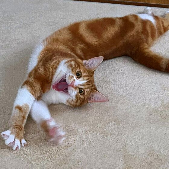 マンチカンのこはくくん♪