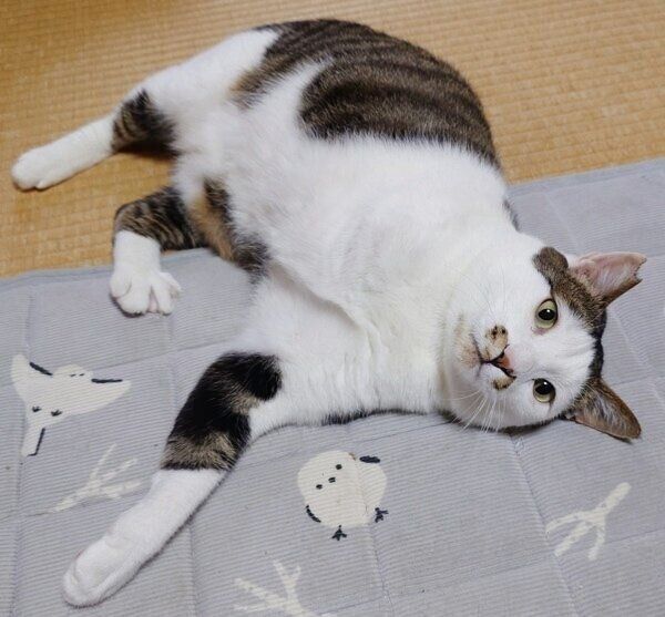 まったり過ごすのりまきくん