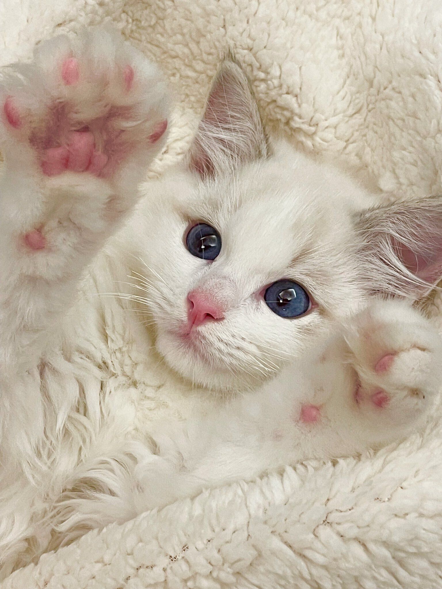 生後2カ月のラグドールの子猫