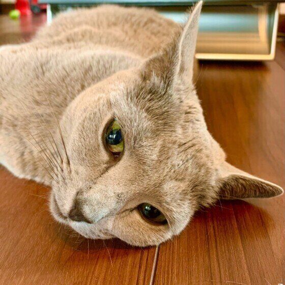 くつろぐロシアンブルー