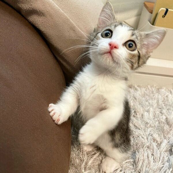 子猫時代の琥太郎くん