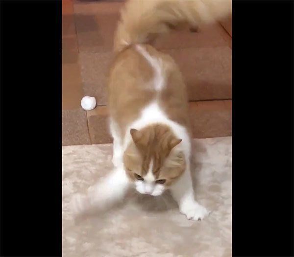 オラつくちのさん