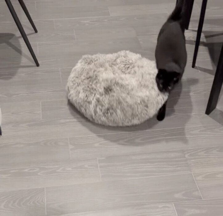 クッションを運ぶルアちゃん