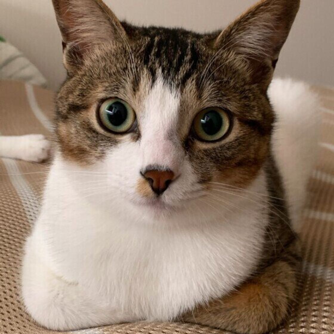 おなかを長時間隠して座る場合は注意も 猫が 香箱座り する時の心理 ねこのきもちweb Magazine おなかを長時間隠して座る場合は注意も 猫が 香箱座り する時の心理 ねこのきもちweb Magazine