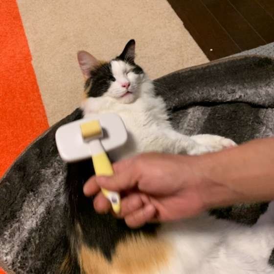 ブラッシングが気持ちよさそうな猫