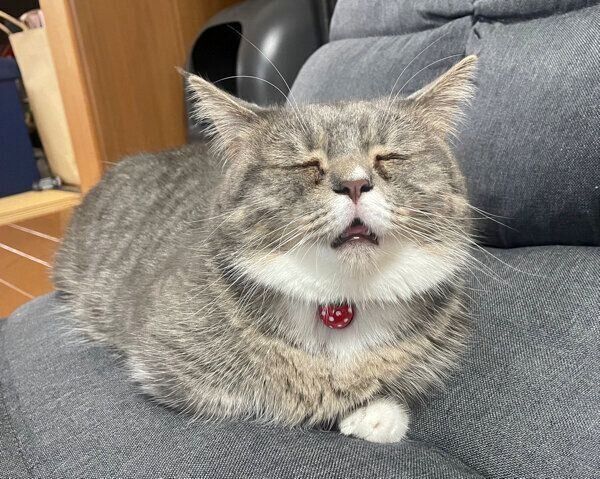 寝顔が可愛いラムちゃん