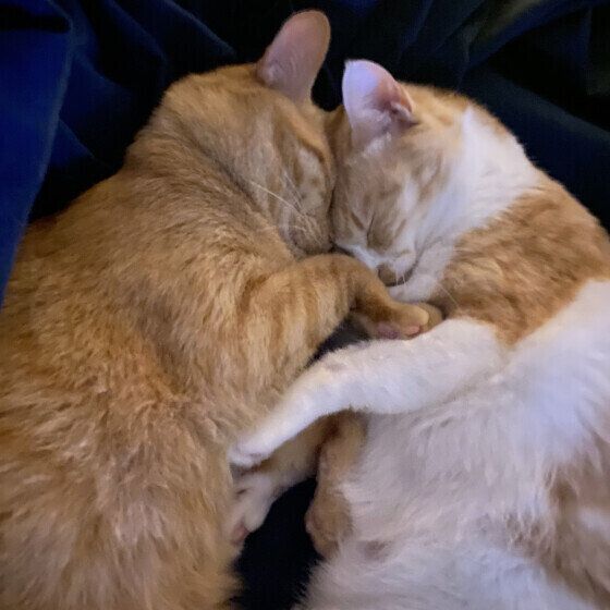 添い寝をするカナヲちゃん