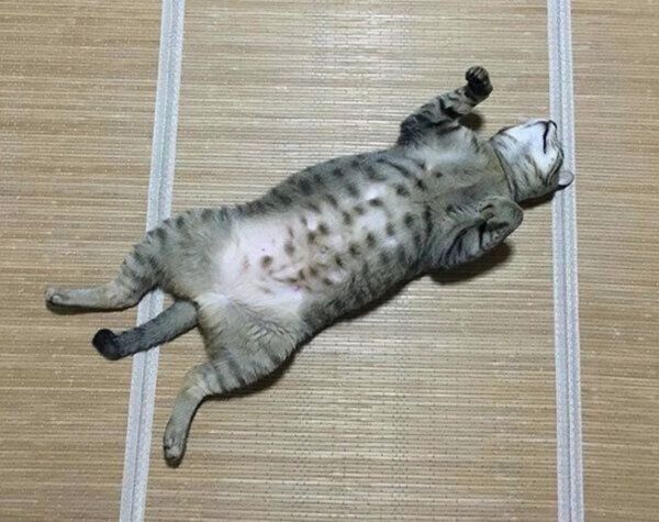 ヘソ天「バンザイ寝」をするこんぶちゃん